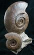 Impressive Hammatoceras Ammonite Sculpture - #7988-1